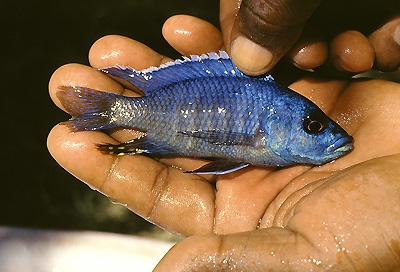 Otopharynx antron 'Gome Rock'